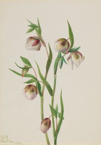 Valkoinen Keiju Lyhty (Calochortus albus) tekijältä Mary Vaux Walcott