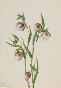 White Fairy Lantern Calohortus albus, 1933. tekijältä Mary Vaux Walcott