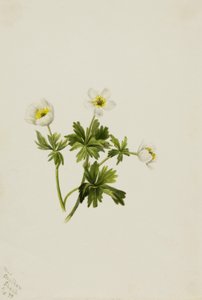 Valkoinen Globeflower (Trollius albiflorus) tekijältä Mary Vaux Walcott