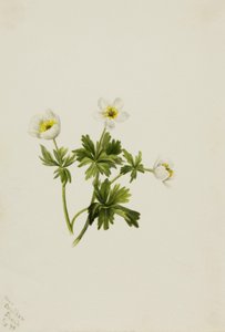 Valkoinen pallokukka Trollius albiflorus, 1899. tekijältä Mary Vaux Walcott