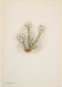 Valkoinen kanerva (Phyllodoce grandiflora) tekijältä Mary Vaux Walcott