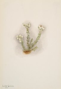 White Heather Phyllodoce grandiflora, 1901. tekijältä Mary Vaux Walcott