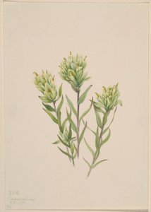 Valkoinen intialainen maalipensas (Castilleja occidentalis)
