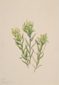 Valkoinen intialainen sivellin Castilleja occidentalis, 1920. tekijältä Mary Vaux Walcott
