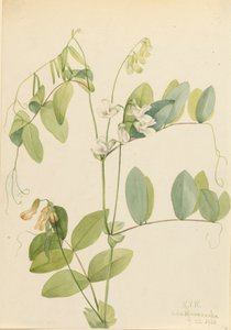 Valkoherne Lathyrus ochroleucus, 1920. tekijältä Mary Vaux Walcott