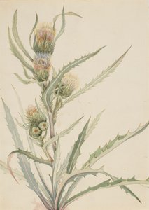 White Thistle Cirsium hookeranum, n.d. tekijältä Mary Vaux Walcott