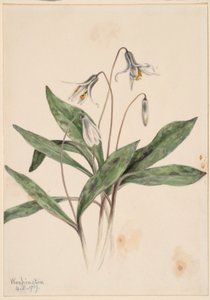 Valkoinen Troutlily (Erythronium albidum)