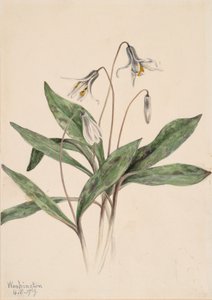 Valkoinen Troutlily Erythronium albidum, 1919. tekijältä Mary Vaux Walcott