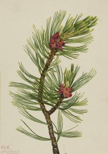 Whitebark Pinus albicaulis, 1924. tekijältä Mary Vaux Walcott