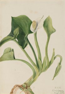 Villi kalla (Calla palustris) tekijältä Mary Vaux Walcott
