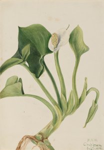Villi Calla Calla palustris, 1919. tekijältä Mary Vaux Walcott