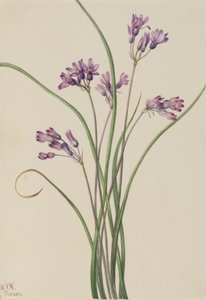 Villi Hyasintti (Brodiaea pulchella) tekijältä Mary Vaux Walcott