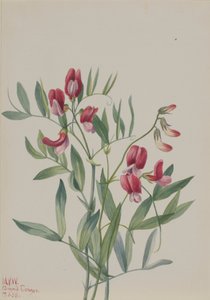 Villiherne Lathyrus decaphyllus, 1938.