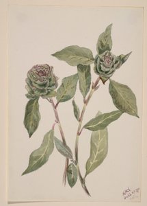Paju (Salix) tekijältä Mary Vaux Walcott