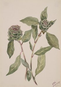 Willow Salix, 1900. tekijältä Mary Vaux Walcott