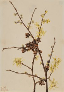 Pähkinäpensas (Hamamelis virginiana) tekijältä Mary Vaux Walcott