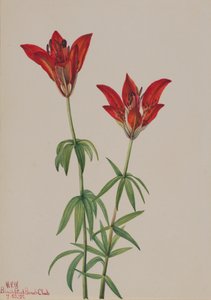 Puulilja Lilium philadelphicum, 1932. tekijältä Mary Vaux Walcott