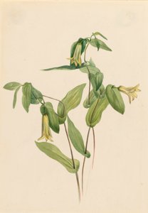 Wood Merrybells Uvularia perfoliata, n.d. tekijältä Mary Vaux Walcott