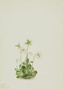 Wood Nymph (Moneses uniflora) tekijältä Mary Vaux Walcott