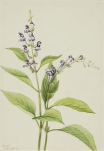 Puinen pääkallohattu Scutellaria serrata, 1917. tekijältä Mary Vaux Walcott
