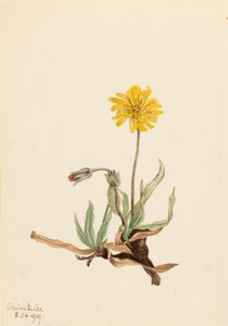 Villainen Agoseris Agoseris villosa, 1919. tekijältä Mary Vaux Walcott