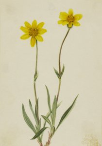 Villainen Arnica Arnica tomentosa, 1920. tekijältä Mary Vaux Walcott