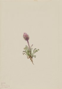 Woolly Fleabane Erigeron lanatus, 1921. tekijältä Mary Vaux Walcott