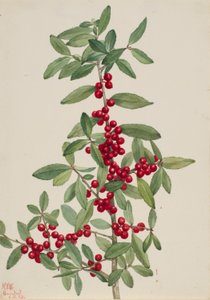 Yaupon (Ilex vomitoria) tekijältä Mary Vaux Walcott