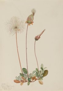 Keltainen Dryad (hedelmät) (Dryas drummondii) tekijältä Mary Vaux Walcott