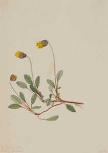 Keltainen Dryad Dryas drummondii, 1904. tekijältä Mary Vaux Walcott