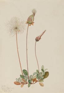 Keltainen Dryad-hedelmä Dryas drummondii, 1920. tekijältä Mary Vaux Walcott