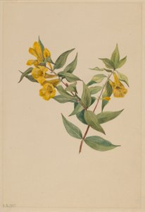 Keltainen jessamiini (Gelsemium sempervirens) tekijältä Mary Vaux Walcott