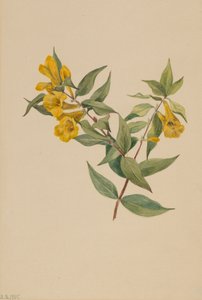 Keltainen Jessamine Gelsemium sempervirens, 1905. tekijältä Mary Vaux Walcott