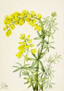Keltainen lupiini (Lupinis arboreus) tekijältä Mary Vaux Walcott