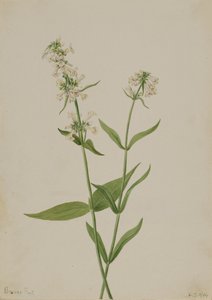 Keltainen Penstemon Penstemon confertus, 1904. tekijältä Mary Vaux Walcott