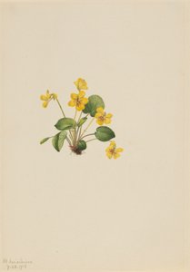 Keltainen violetti Viola orbiculata, 1916. tekijältä Mary Vaux Walcott
