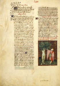 Harley 4431 , f.134v Apollo ja Daphne Christine de Pisanin kokoelmista teoksista