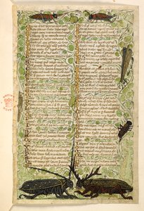Lisätä. 28841, f.2: Sarvikuoriaiset, sirkat ja locus.  Tutkielma hyveistä ja paheista sekä Sisilian anonyymi proosahistoria (katkelma)  Cocharelli
