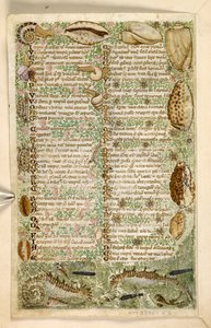 Lisätä. 28841, f.3v: Merihevosia, etanoita ja simpukoita, Hyveitä ja paheita käsittelevästä traktaatista ja Sisilian nimettömästä proosahistoriasta (fragmentti), n. 1330-40 (vellum)