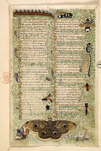 Lisätä. 28841, f.4: Ampiaiset, koikot, sudenkorennot ja toukka, tutkielmasta hyveistä ja pahoista sekä nimettömästä Sisilian proosahistoriasta (fragmentti), n. 1330-40 (vellum)