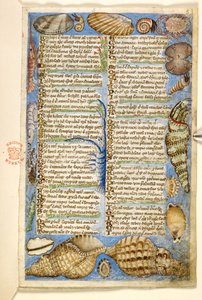 Lisätä. 28841, f.5: Simpukat ja merelliset eläimet, Hyveistä ja paheista käsitellystä traktaatista ja Sisilian nimettömästä proosahistoriasta (fragmentti), n. 1330-40 (vellum)