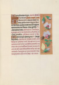 Kuningatar Isabella Katolisen, Espanjan kuningatar: Fol. 165r, c. 1500. tekijältä Master of the First Prayerbook of Maximillian