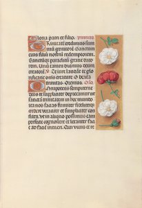 Kuningatar Isabella Katolisen, Espanjan kuningatar: Fol. 19r, c. 1500. tekijältä Master of the First Prayerbook of Maximillian