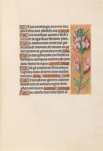 Kuningatar Isabella Katolisen, Espanjan kuningatar: Fol. 207r, c. 1500. tekijältä Master of the First Prayerbook of Maximillian