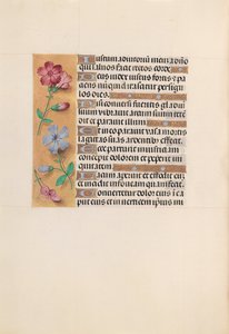 Kuningatar Isabella Katolisen, Espanjan kuningatar: Fol. 230v, c. 1500. tekijältä Master of the First Prayerbook of Maximillian