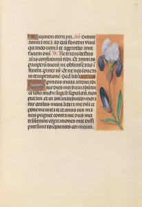 Kuningatar Isabella Katolisen, Espanjan kuningatar: Fol. 244r, c. 1500. tekijältä Master of the First Prayerbook of Maximillian