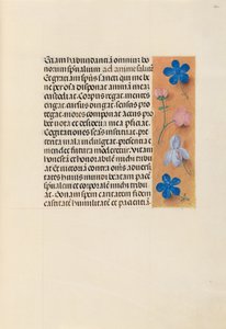 Kuningatar Isabella Katolisen, Espanjan kuningatar: Fol. 260r, c. 1500. tekijältä Master of the First Prayerbook of Maximillian