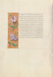 Kuningatar Isabella Katolisen, Espanjan kuningatar: Fol. 49v, c. 1500. tekijältä Master of the First Prayerbook of Maximillian