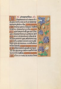 Espanjan kuningattaren Isabella katolisen tunteja:  Fol. 59r tekijältä Master of the First Prayerbook of Maximillian