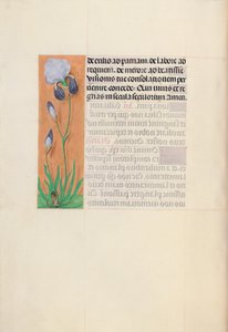 Kuningatar Isabella Katolisen, Espanjan kuningatar: Fol. 79v, c. 1500. tekijältä Master of the First Prayerbook of Maximillian